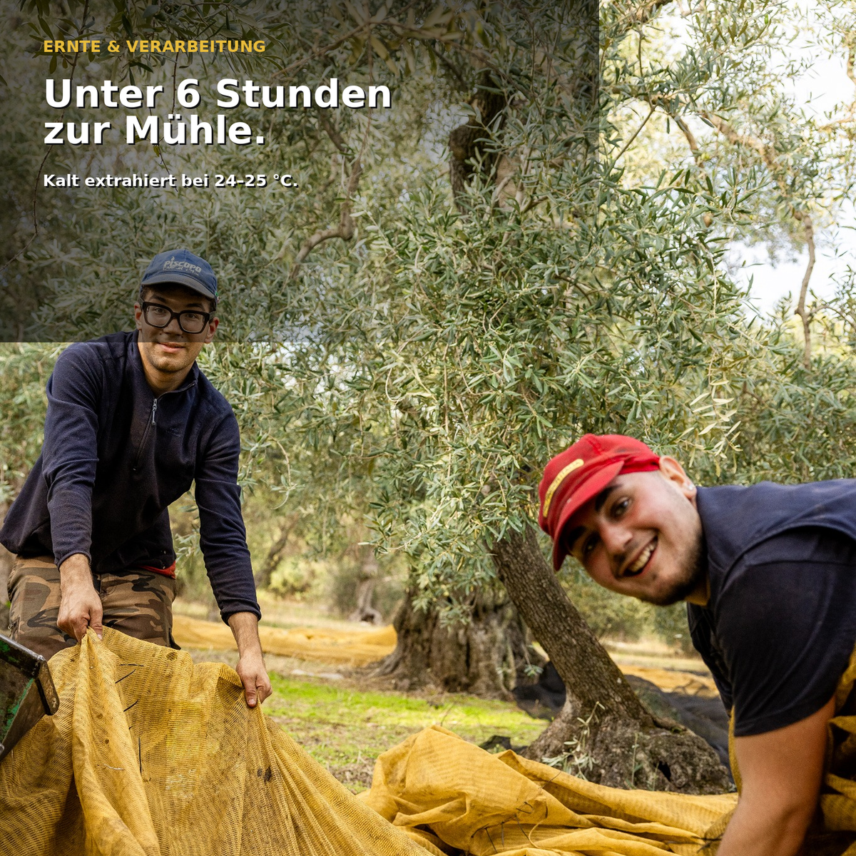 Olivenöl extra nativ Faresse – kräftig und vollmundig