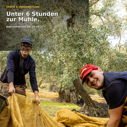 Olivenöl extra nativ Faresse  – kräftig und vollmundig